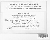 Uromyces junci image